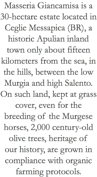 Masseria Giancamisa is a 30-hectare estate located in Ceglie Messapica (BR), a historic Apulian inland town only about fifteen kilometers from the sea, in the hills, between the low Murgia and high Salento. On such land, kept at grass cover, even for the breeding of the Murgese horses, 2,000 century-old olive trees, heritage of our history, are grown in compliance with organic farming protocols. 