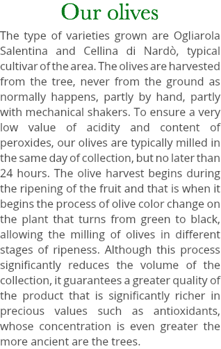 Our olives The type of varieties grown are Ogliarola Salentina and Cellina di Nardò, typical cultivar of the area. The olives are harvested from the tree, never from the ground as normally happens, partly by hand, partly with mechanical shakers. To ensure a very low value of acidity and content of peroxides, our olives are typically milled in the same day of collection, but no later than 24 hours. The olive harvest begins during the ripening of the fruit and that is when it begins the process of olive color change on the plant that turns from green to black, allowing the milling of olives in different stages of ripeness. Although this process significantly reduces the volume of the collection, it guarantees a greater quality of the product that is significantly richer in precious values such as antioxidants, whose concentration is even greater the more ancient are the trees.