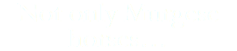 Not only Murgese horses…